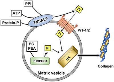 Roles of Phosphate in Skeleton